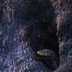 090-AFRICA-ZIMBABWE-HWANGE-Agama.lizard