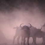 091-AFRICA-ZAMBIA-SOUTH.LLANGA-Buffalos