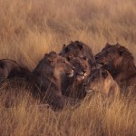 093-AFRICA-ZAMBIA-KAFUE-Lionesses