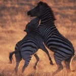 095-AFRICA-TANZANIE-SERENGETI-Grant.zebras.fighting