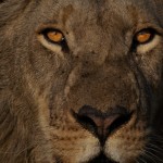 Africa, Afrique, Zimbabwe, Hwange, Lion, Pride, fierté