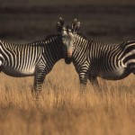 097-AFRICA-SOUTH.AFRICA-CRADOCK-Montain.zebras