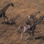 098-AFRICA-BOTSWANA-OKAVANGO-Giraffes-Aerial.view