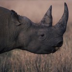 099-AFRICA-SOUTH.AFRICA-PINALESBERG-Rhinoceros