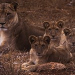 100-AFRICA-SOUTH.AFRICA-TSHUKUDU-Lions