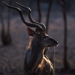 101-AFRICA-NAMIBIA-ETOSHA-kudu.antelope