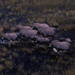 102-AFRICA-BOTSWANA-CHOBE-Elephants-Aerial.view