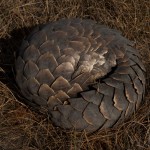 104-AFRICA-ZAMBIA-BUSANGA-Pangolin