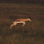 105-AFRICA-BOTSWANA-KALAHARI-Antelope.springbox