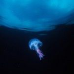 113-EUROPE-MEDITERRANEAN.SEA-FRANCIA-Jellyfish