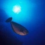 114-ASIA-MALDIVES-NASO-triggerfish