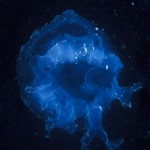 115-ASIA-THAILAND-Jellyfish