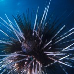 116-ASIA-PHILIPPINES-Sea.urchin