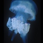 119-EUROPE-MEDITERRANEAN.SEA-CORSICA-Jellyfish