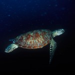 123-ASIA-MALAISIA-Green-turtle
