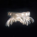 126-ASIA-PHILIPPINES-Jellyfish