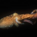 127-EUROPE-IRELAND-CONNEMARA-Octopus