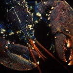 131-EUROPE-MEDITERRANEAN-FRANCE-BANYULS-Lobster