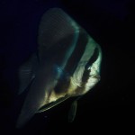 134-AFRICA-MADAGASCAR-Batfish
