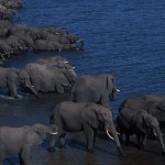 137-AFRICA-BOTSWANA-CHOBE-Elephants