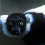 140-AFRICA-MADAGASCAR-Lemur