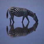 Wildlife, Safari, animals, Africa, Kenya, Amboseli, zebra reflexion