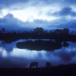 Wildlife, Safari, night, Animal, Africa, Kenya, Aberdare, buffalo