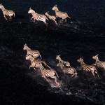 Wildlife, Safari, Africa, animals, Botswana, Okavango, zebras, swamps