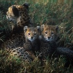 Wildlife, Safari, animals, Africa, Kenya, Masai-Mara, Cheetah