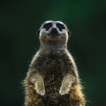 Wildlife, Safari, animals, Africa, South-Africa, Addo park, suricate, meerkat