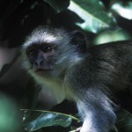 Wildlife, Africa, Zambia, Safari, Livingstone, monkeys, vervet