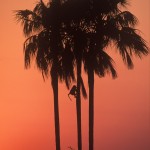 Wildlife, monkey, baboon, Africa, Zimbabwe, Hwange camp