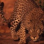 Wildlife, Africa, Namibia, cat, leopard