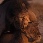 Wildlife, Africa, Zimbabwe, Hwange, Lions mating