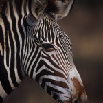 Wildlife, Africa, Kenya, Samburu, Grévy zebra, Imperial zebra