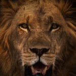 Wildlife, Africa, Zambia, Lower Zambezi, male lion