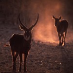 Wildlife, Africa, Namibia, Etosha, Antelope, Waterbuck, cobe des marais, cobe à croissant