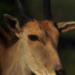 Wildlife, Africa, South Africa, Kouga montains, antelope, eland,