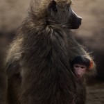 Wildlife, Africa, Botswana, Hwange, baboo, baby baboo