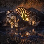 Wildlife, Africa, South Africa, Kruger, Madikwe, zebra