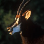 Wildlife, Africa, South Africa, Kouga montains, Hyppotrague, Sable antelope