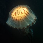 Underwater, milieu sous-marin, Diving, plongée, Celtic sea, mer celtique, striped jellyfish, méduse rayée