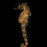 Underwater, milieu sous-marin, Diving, plongée, Mediterranean, Méditerranée, Italia, Corsica, Sea horse, hippocampe moucheté