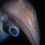 Underwater, milieu sous-marin, Diving, plongée, Sarawak, Malaysia, Malaisie, Squid, calmar