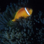 Underwater, milieu sous-marin, Diving, plongée, Fish, poisson, Philippines, Cebu, Clown fish, poisson clown, sea anemone, anémone de mer