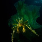 Underwater, milieu sous-marin, Diving, plongée, Mediterranean, Méditerranée, Italia, Calabria, Sea spider, crabe macropode