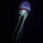 Underwater, milieu sous-marin, Divind, plongée, Madagascar, Jellyfish, méduse
