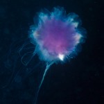 Underwater, milieu sous-marin, Diving, plongée, Ireland, Irlande, Connemara, Jellyfish, méduse