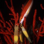 Underwater, milieu sous-marin, Diving,plongée, Mediterranean sea, Méditerranée,Corsica, Corse, Calvi,Wrasse, labre, Red coral, corail rouge